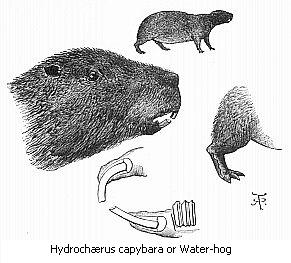 Hydrochærus capybara of Water-hog